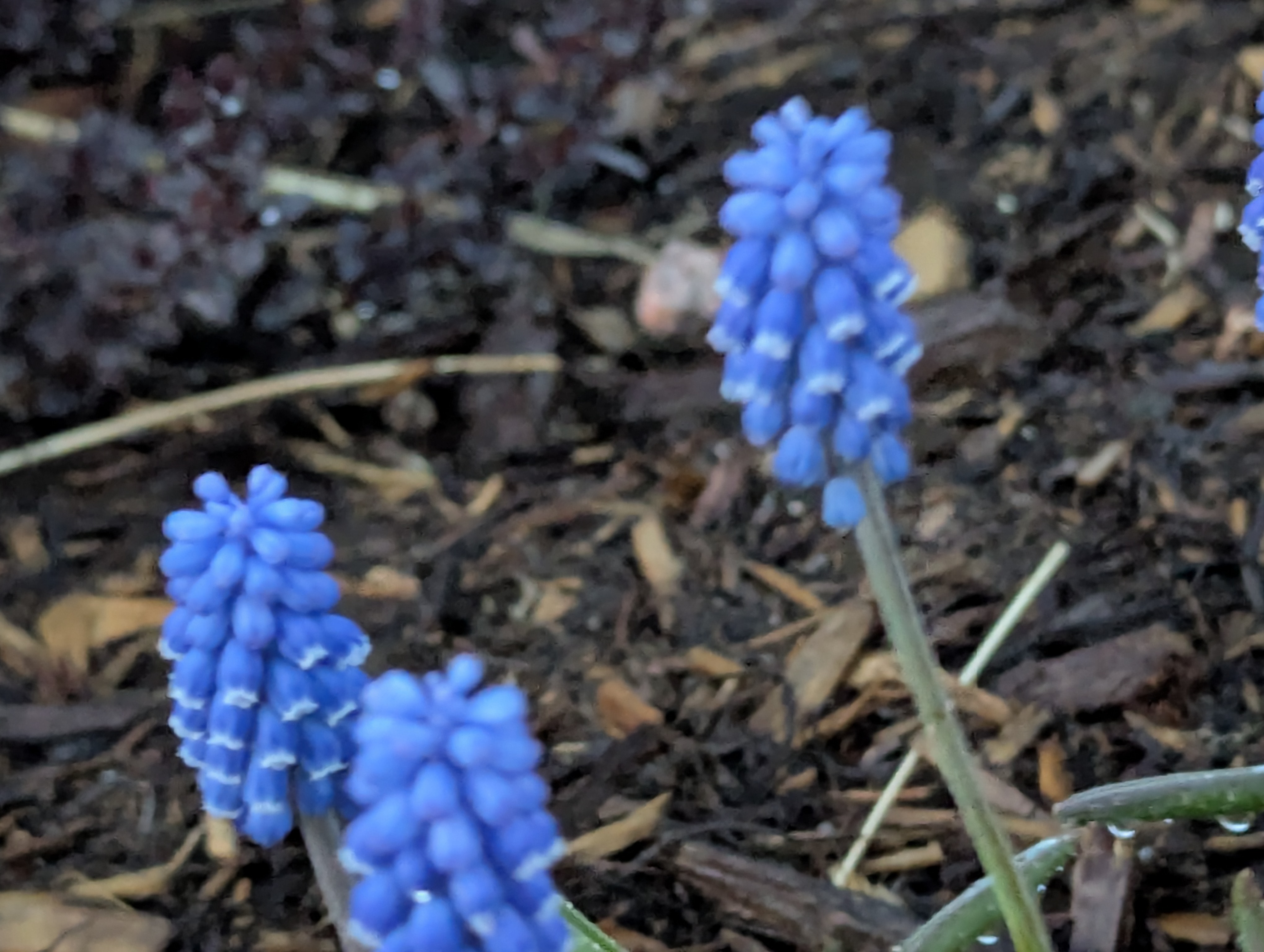 Garden, Flowers, Morrison, Colorado